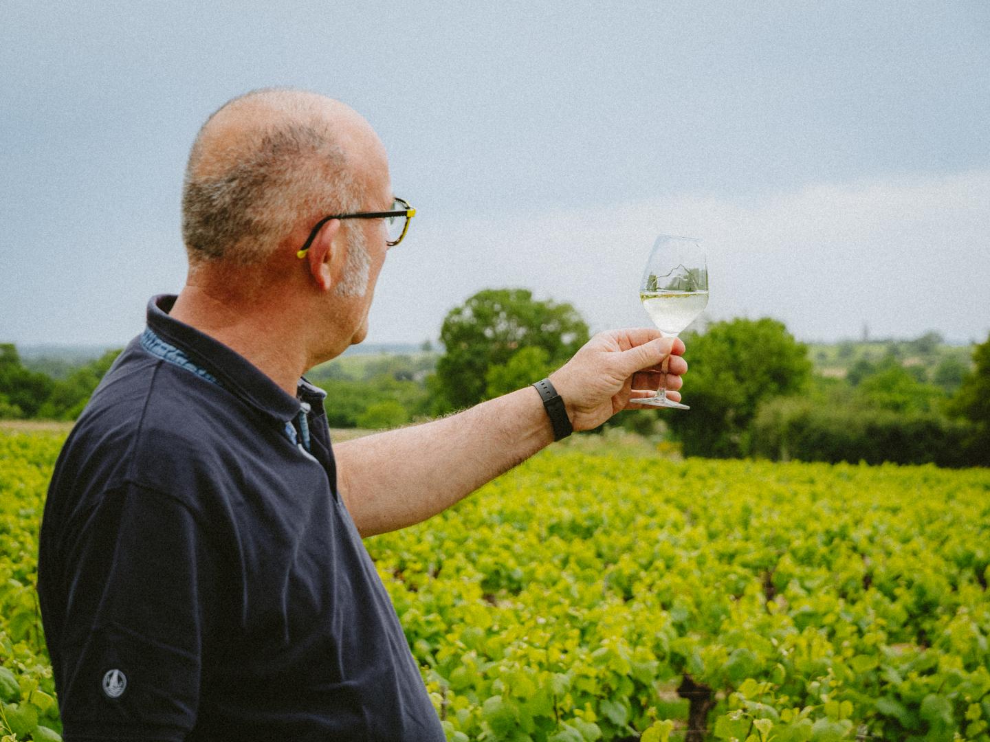  Vin pays nantais Vallet